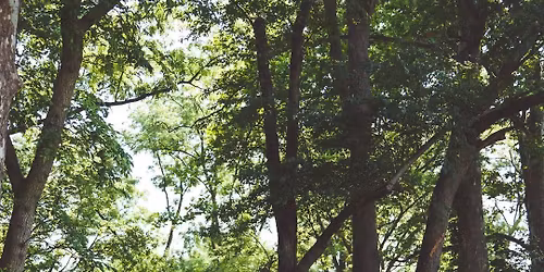 Yoga in the Park