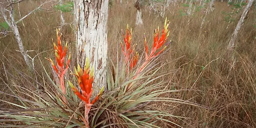 9-5-2026 Florida's Native Bromeliads