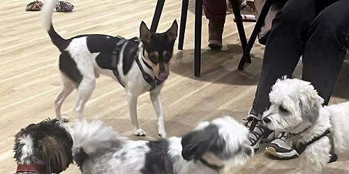 Aflyst: Potecaf\u00e9