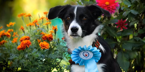 Dogdancingov\u00e9 sk\u00fa\u0161ky Slovensko