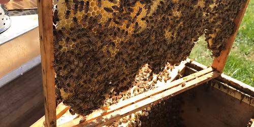 Anf\u00e4ngerkurs Imkerei 2026