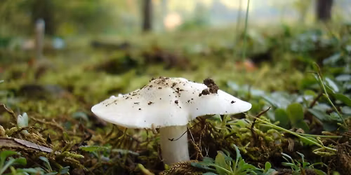 Understanding the Misunderstood: Ecology of Fungi