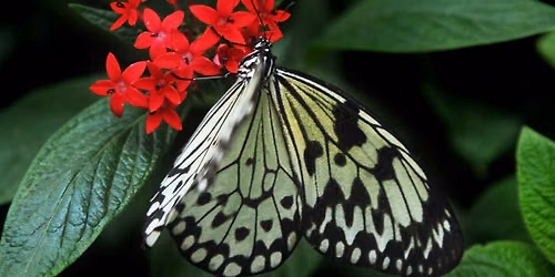 8-8-2026 The Life Cycle of the butterfly: for children