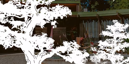 Bonsai Pop-Up: An Exhibit In The Courtyard