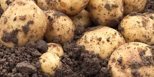 Aardappelraapdag 2026!