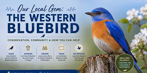 Our Local Gem: The Western Bluebird