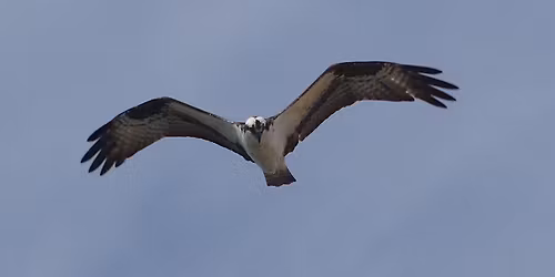 Nosey Nature Natter - The Sky's the Limit - Birds of Prey Basics