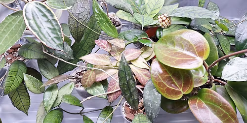 Mid-Michigan Plant People BST Swap