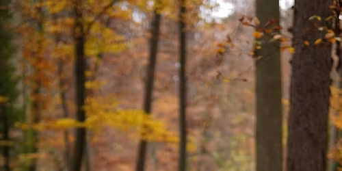 Koko perheen joulupuuhia