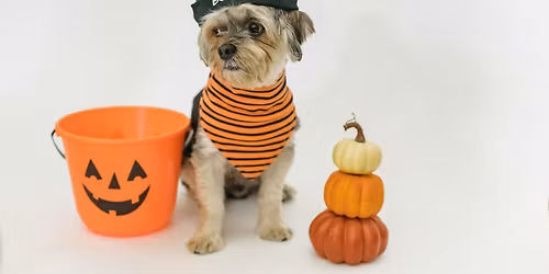 Halloween Framed Photoshoot