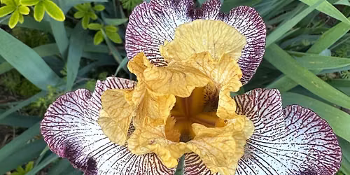 East Tennessee Iris Society Sale 