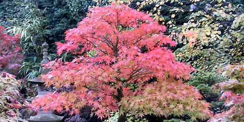 Bonsai Society Meeting - Deciduous Trees and Winter Maintenance
