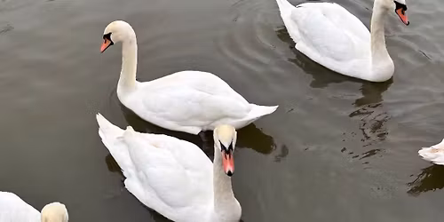 The Cygnets Christmas Party