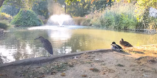 Birding for Beginners  