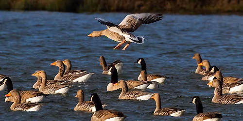 Fugletur i Bygholm Enge med ornitolog \ud83e\udd85