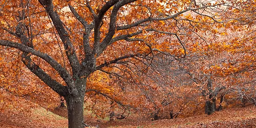 Bosque de Cobre, Pujerra