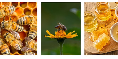 Protecting Our Pollinators: Honeybees & Honeytasting with Texas A & M