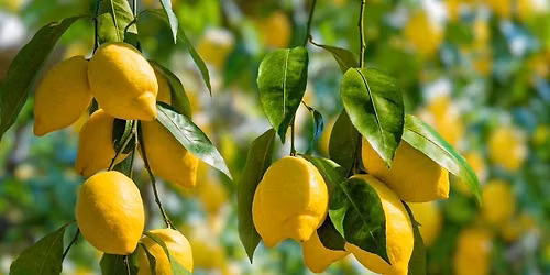 Lemons and Magic