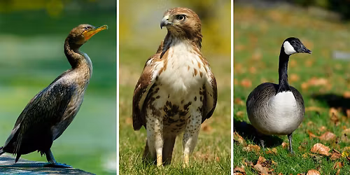 Go on a birding walk through Sunset Park