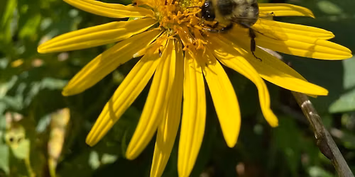 Pollinator Party