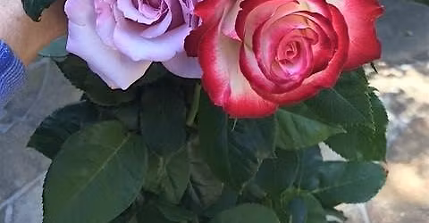 Rose Show & Rose Sale - American Rose Society - NCNH District