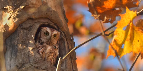 Owl Prowl Birdwatching Kayak Tour with L.L.Bean
