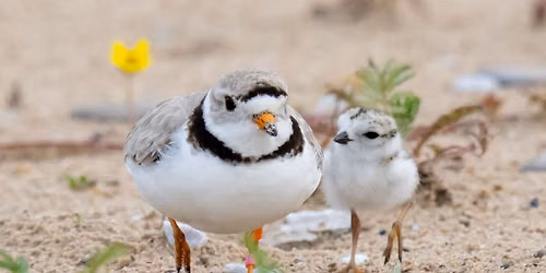 Great Lakes Piping Plover: An Endangered Shorebird Near You.