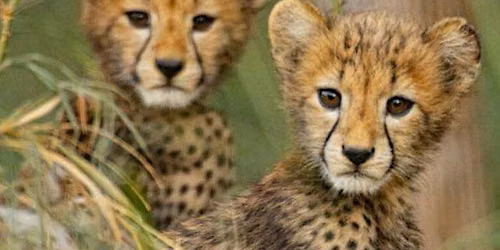 East Texas Safari Stories at Caldwell Zoo