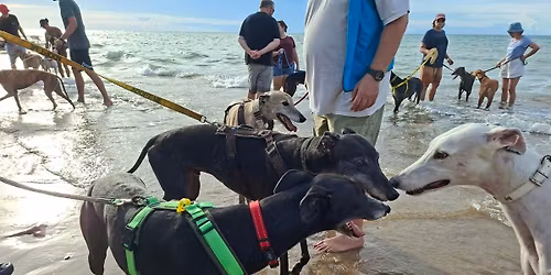 May Greyhound Walk