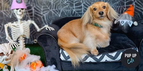 Hallo-ween Dachshund Pup Up Cafe - Glasgow\ud83c\udf83