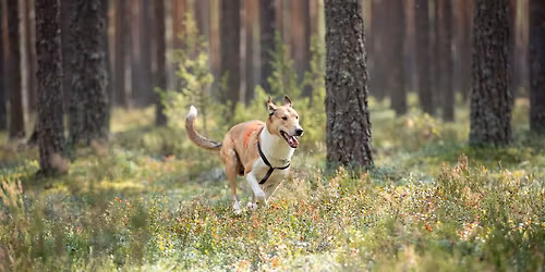 Hakuilta Tampereen Koivum\u00e4ess\u00e4