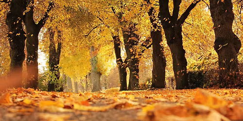 Caf\u00e9 mortel - Automne 2026