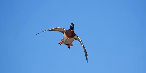 Ducks Unlimited Palos Park Chapter Annual Banquet