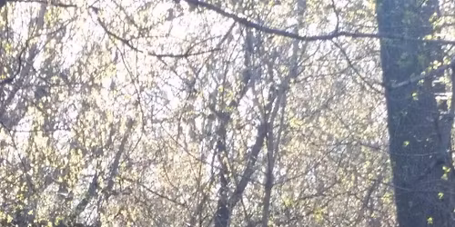 Noon Nature Walks Tuesdays and Thursdays at Bay Beach Wildlife Sanctuary