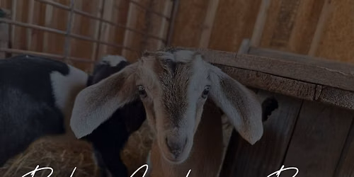 Baby Goats & Beer - The Nook Brewing Company