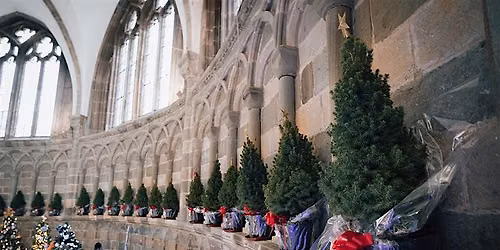 Book a Dedication Tree - Worcester Cathedral Christmas Tree Festival 2026