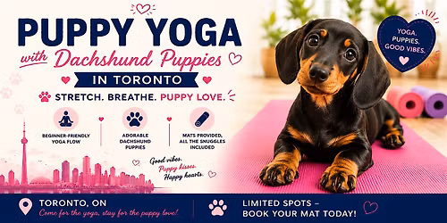 Puppy Yoga with Dachshund in Toronto