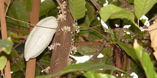 WOHER KOMMT DER WEIHNACHTSDUFT? F\u00fchrung im Pflanzenschauhaus