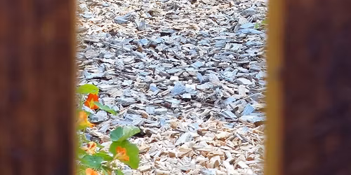 Kj\u00f8kkenhage -dagskurs-