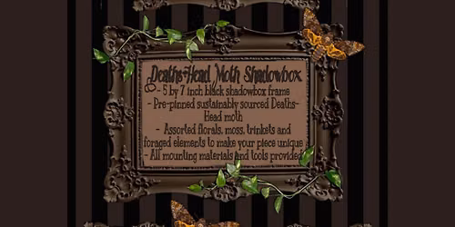 Bugs n\u2019 Brews ~ Death\u2019s-Head Moth Shadowbox at the Westside Bowl