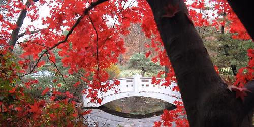 Fall Tree Tour!