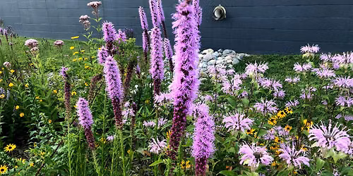 Bringing Beneficial Insects to the Vegetable Garden with Native Wildflowers