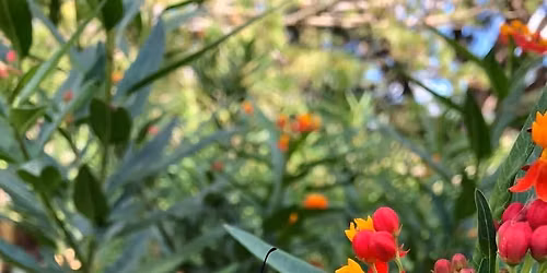 Pollinator Week at Botanica Wichita
