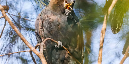 Glossy Black Cockatoo Artmaking with artist Jodie Munday | Thursday 4 June