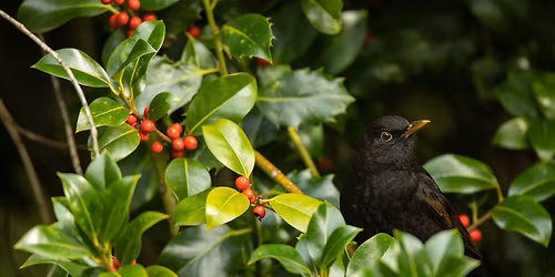 Birds for Beginners: Guided Walk