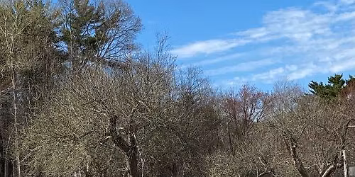 Hike & Seek: The Blooming Woods Walk