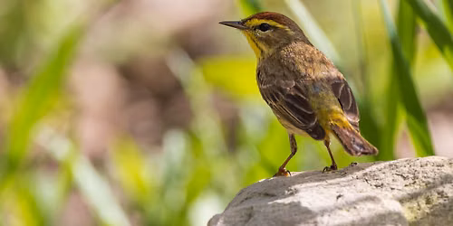 Wine & Warblers