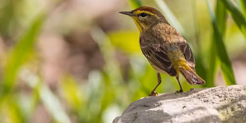 Wine & Warblers