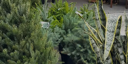 Christmas Market Extravaganza