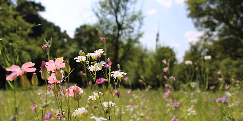 NEU 2026 \u2013 F\u00fchrung \u00fcber die sommerliche Naturschutzinsel